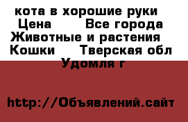 кота в хорошие руки › Цена ­ 0 - Все города Животные и растения » Кошки   . Тверская обл.,Удомля г.